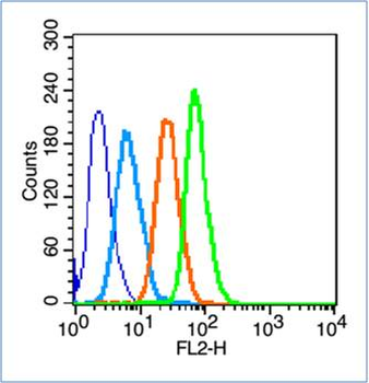 GLUT2 Rabbit Polyclonal Antibody