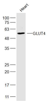 GLUT4 Rabbit Polyclonal Antibody