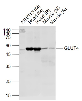 GLUT4 Rabbit Polyclonal Antibody