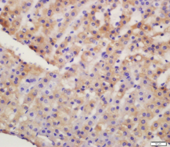 GLUT4 Rabbit Polyclonal Antibody