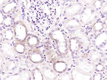 Fx1A Rabbit Polyclonal Antibody