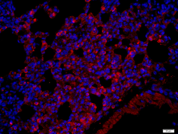 Fx1A Rabbit Polyclonal Antibody