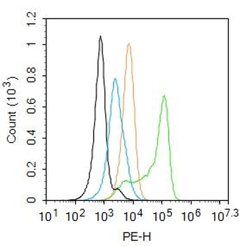 Granzyme B Rabbit Polyclonal Antibody