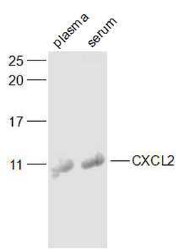 CXCL2/GRO Beta Rabbit Polyclonal Antibody