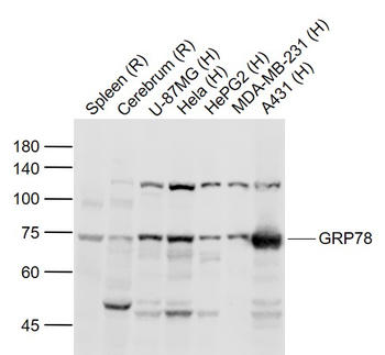 GRP78 Rabbit Polyclonal Antibody