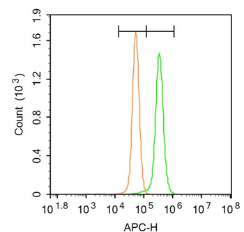 GRP94 Rabbit Polyclonal Antibody