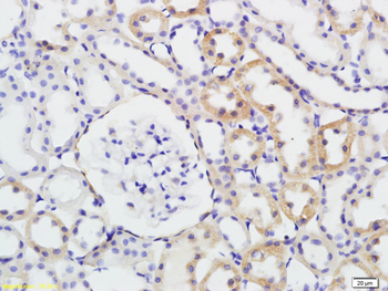Phospho-GSK-3 Beta (Ser9) Rabbit Polyclonal Antibody