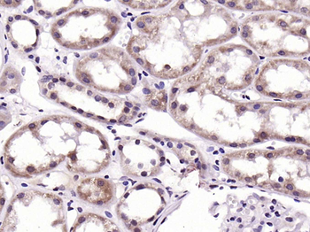 GSK-3 beta Mouse Polyclonal Antibody