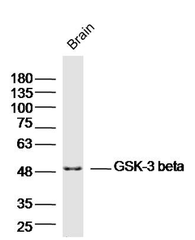 GSK-3 beta Mouse Polyclonal Antibody