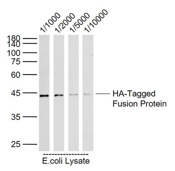 HA tag Rabbit Polyclonal Antibody