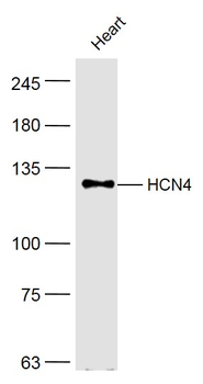 HCN4 Rabbit Polyclonal Antibody