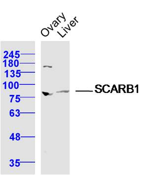SCARB1/Scavenger Receptor BI Rabbit Polyclonal Antibody
