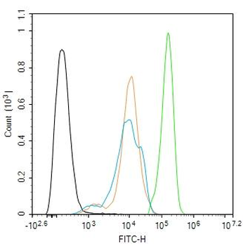 HIF1 beta Rabbit Polyclonal Antibody