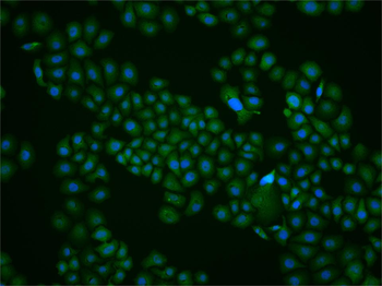 HIF1 beta Rabbit Polyclonal Antibody