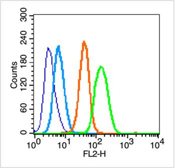 HIF 2 alpha Rabbit Polyclonal Antibody