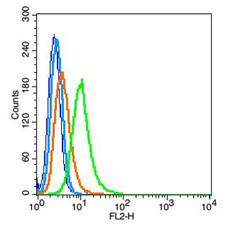HIF 2 alpha Rabbit Polyclonal Antibody
