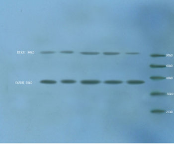 HIF 2 alpha Rabbit Polyclonal Antibody