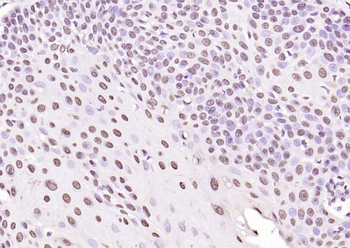 Histone H3 Rabbit Polyclonal Antibody (Nuclear Loading Control)