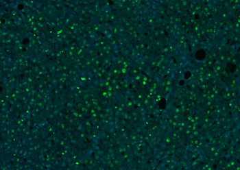 Histone H3 Rabbit Polyclonal Antibody (Nuclear Loading Control)