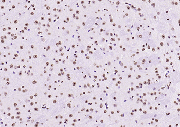 Histone H3 Rabbit Polyclonal Antibody (Nuclear Loading Control)