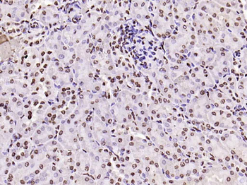 Histone H3 Rabbit Polyclonal Antibody (Nuclear Loading Control)