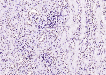 Histone H3 Rabbit Polyclonal Antibody (Nuclear Loading Control)