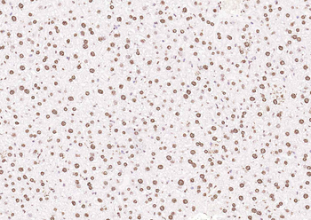 Histone H3 Rabbit Polyclonal Antibody (Nuclear Loading Control)