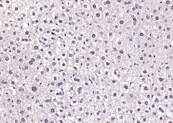 Histone H3 Rabbit Polyclonal Antibody (Nuclear Loading Control)