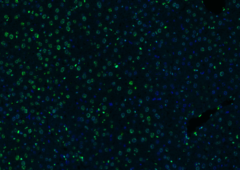 Histone H3 Rabbit Polyclonal Antibody (Nuclear Loading Control)