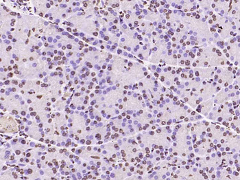 Histone H3 Rabbit Polyclonal Antibody (Nuclear Loading Control)
