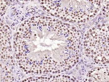 Histone H3 Rabbit Polyclonal Antibody (Nuclear Loading Control)
