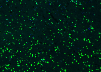 Histone H3 Rabbit Polyclonal Antibody (Nuclear Loading Control)