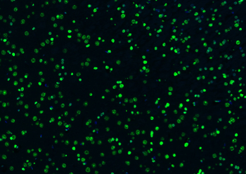 Histone H3 Rabbit Polyclonal Antibody (Nuclear Loading Control)