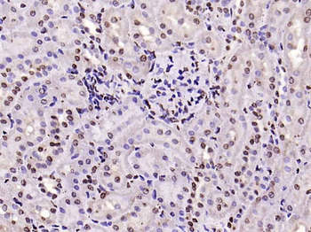 Histone H3 Rabbit Polyclonal Antibody (Nuclear Loading Control)