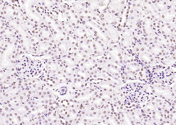 Histone H3 Rabbit Polyclonal Antibody (Nuclear Loading Control)
