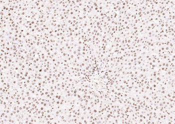 Histone H3 Rabbit Polyclonal Antibody (Nuclear Loading Control)