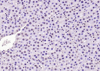 Histone H3 Rabbit Polyclonal Antibody (Nuclear Loading Control)