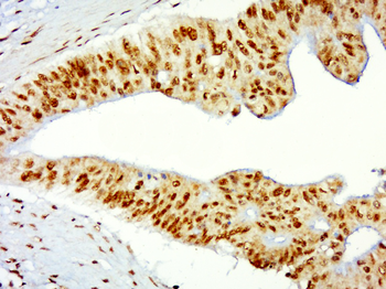 Histone H3 Rabbit Polyclonal Antibody (Nuclear Loading Control)