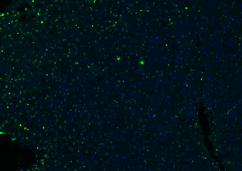 Histone H3 Rabbit Polyclonal Antibody (Nuclear Loading Control)