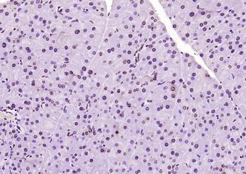 Histone H3 Rabbit Polyclonal Antibody (Nuclear Loading Control)
