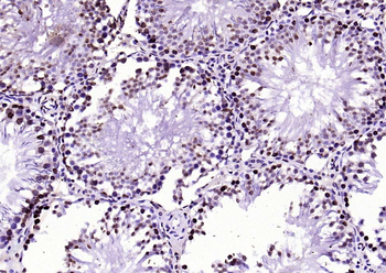 Histone H3 Rabbit Polyclonal Antibody (Nuclear Loading Control)