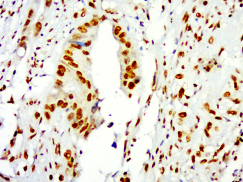 Histone H3 Rabbit Polyclonal Antibody (Nuclear Loading Control)
