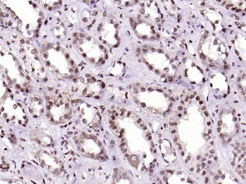 Histone H3 Rabbit Polyclonal Antibody (Nuclear Loading Control)