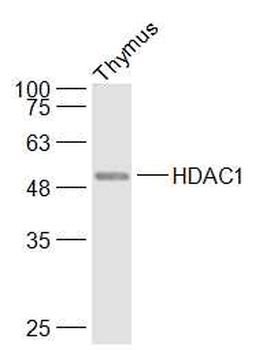 HDAC1 Rabbit Polyclonal Antibody