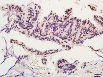 HDAC1 Rabbit Polyclonal Antibody