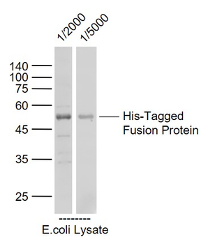 His tag Rabbit Polyclonal Antibody