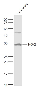 HO-2 Rabbit Polyclonal Antibody