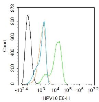 HPV16 E6 Rabbit Polyclonal Antibody
