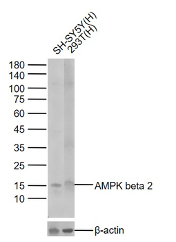 Histone H3 (tri methyl K4) Mouse Monoclonal Antibody
