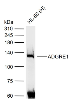 ADGRE1 (F4/80) Mouse Monoclonal Antibody
